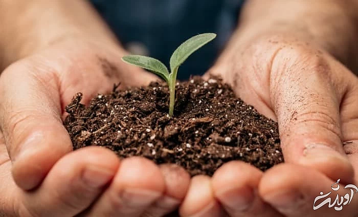 تفاله برای گیاه